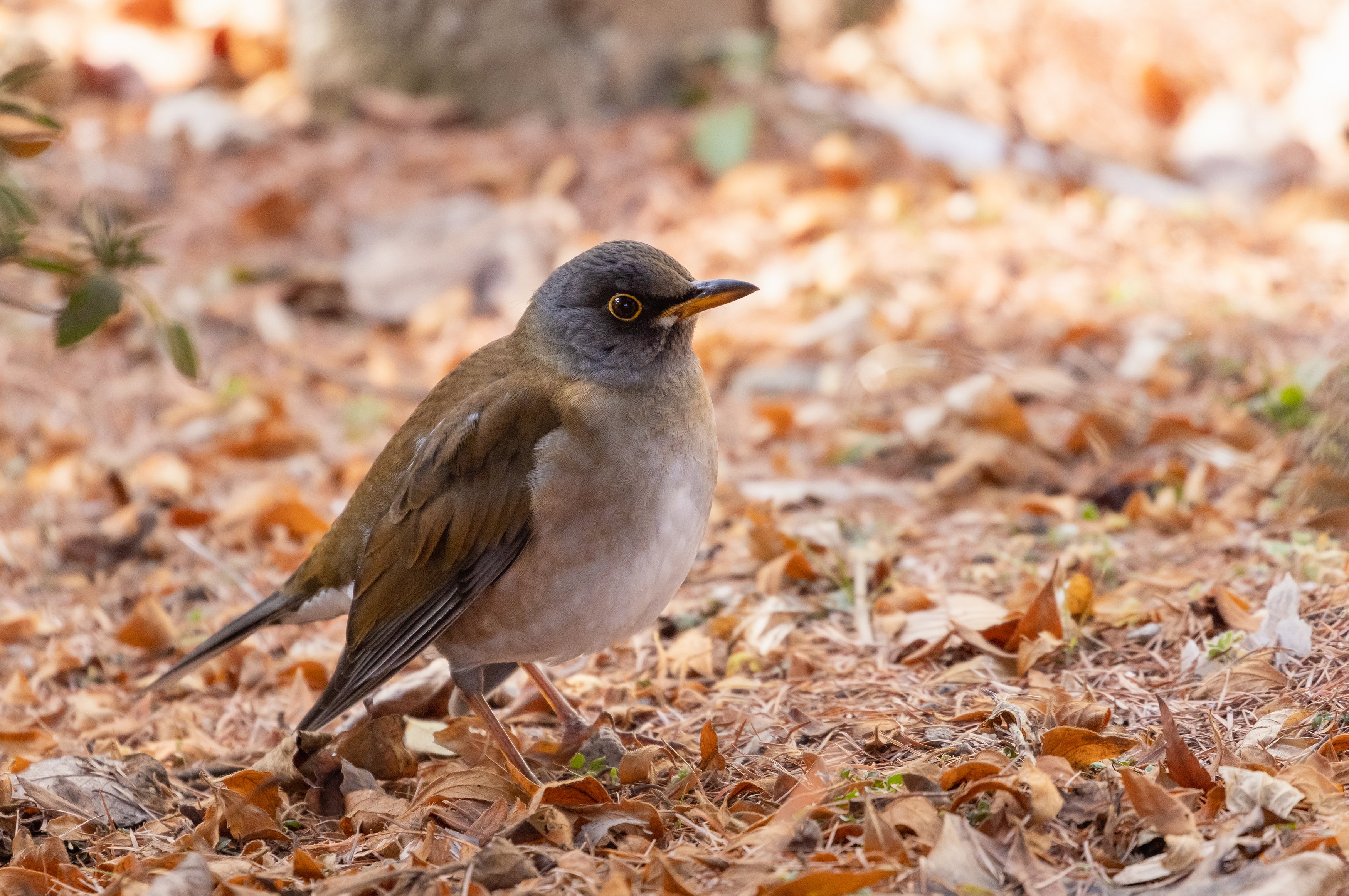 森の枝にとまる野鳥